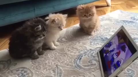 3 cute little kittens watch Smurfs, 3 süße kleine Kätzchen schauen Schlümpfe
