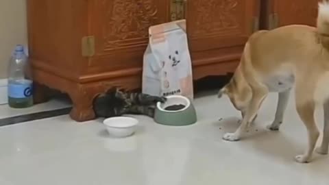 Funny animals 2024😆- Funny cats and dogs videos 🐈🐕 #shorts part 160