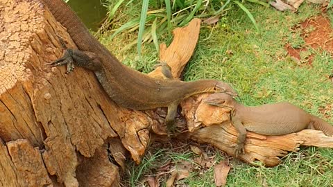 Australian Water Monitors