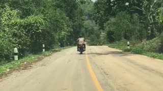 Snake Jumps On Motorcyclist From The Middle Of The Road