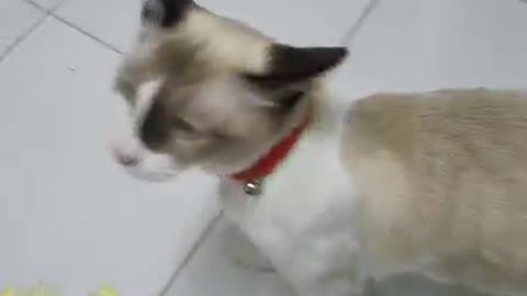 Cat Reaction On Lemon