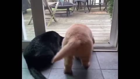 Cute Golden Retriever Puppies Doing Funny Things