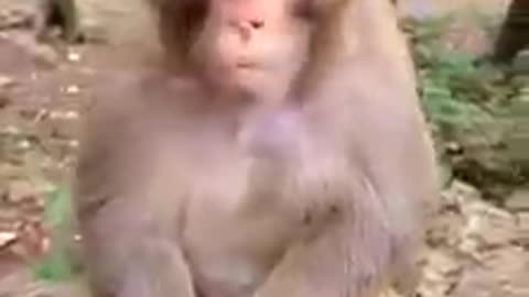 Cute monkey baby 😍 Funny monkey baby 😍 Cute monkeys acting like humans