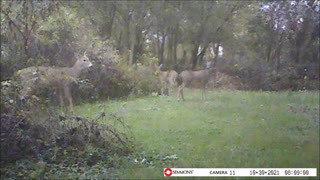 Backyard Trail Cam - Buck and Does