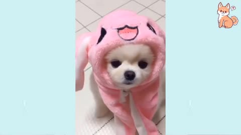 Angry TIKTOK Dogs ♥♥♥