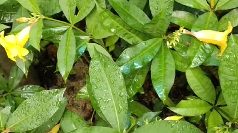 Yellow flowers