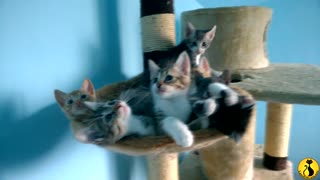 Synchronized kitten dancing is your ultimate mood-booster