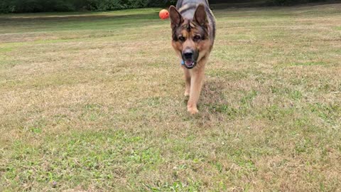 Virgil german shepherd.