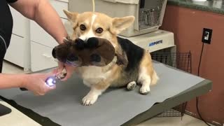 Sweet Little Corgi Finds Comfort In Her Toy