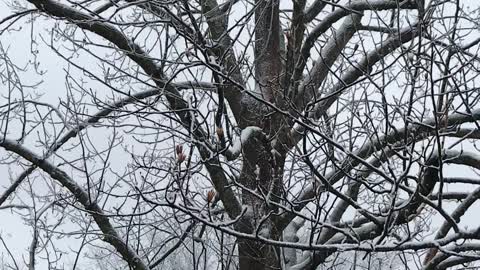 SNOW AT THE TREEHOUSE PENTHOUSE