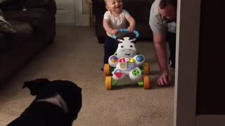 Baby walks for first time, finds it absolutely hysterical