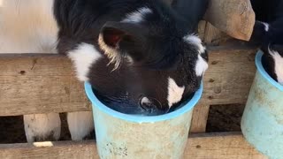 Cow Shows How He Earned His Name