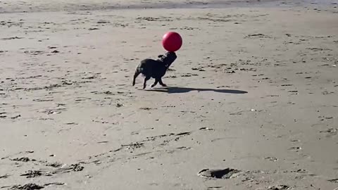 Beach-Loving Dog Balances Ball