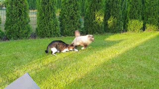 Pro stuntcats on green grass
