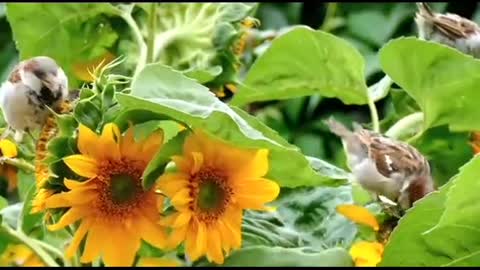 Sparrows eating sunflower seeds