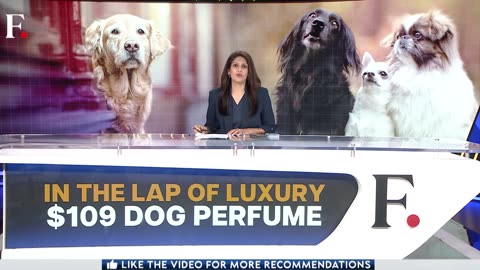 Dolce & Gabbana’s $109 Perfume for Dogs Raises a Stink | Vantage with Palki Sharma