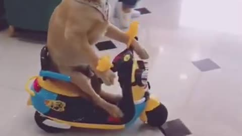 Funny cute puppy try for riding