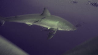 Great White Shark escorted by Pilot Fish