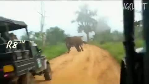 Brave Dogs attack to elephants