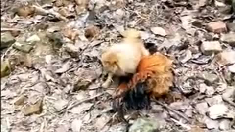 Chicken VS Dog Fight Funny Dog Fight Videos Real