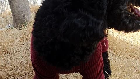 a poodle puppy whining