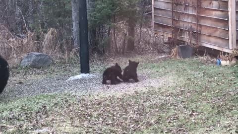 Couple of Canadian Cubs Playing
