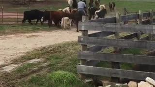 Cattle Drive Turns Into Cattle Ride