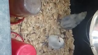 Chicks in a brooder Part 39