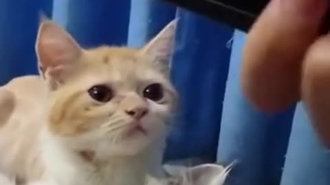 Funny Cat