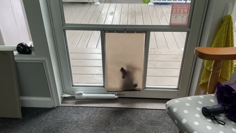 Corgi Puppy Tumbles Through Dog Door