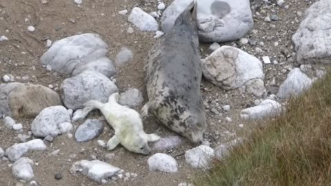 Seal Pup Softly Stroked By Mother