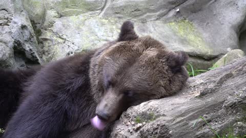 Brown Bear Yawning And Resting .k