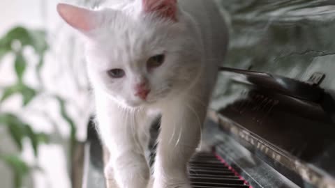 A Cat walking over the piano keyboard