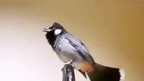 Whistling bulbul