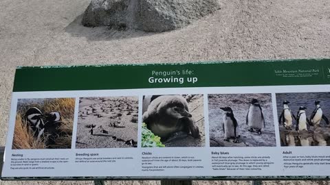 First time seeing the South African Penguins in Person