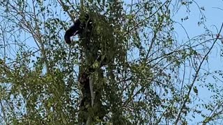 Bear Cubs Playing in South Lake Tahoe