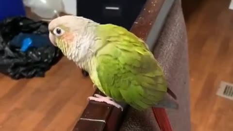 Birb Vibing to Gorillaz