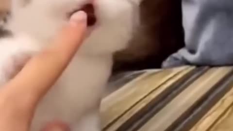 Cute kitten bites finger