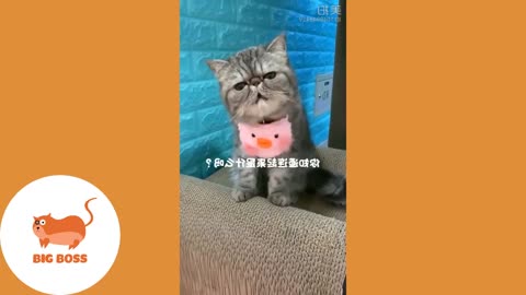 Cute Dogs and Cats | Funny Cats and Dogs Videos Compilation 2019 | Cute Is Not Enough