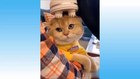 THE BARBER CAT 💈 😍