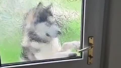 #pets known how open the door 🤣,