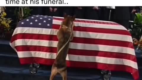 Dog greets his war partner for the last time🥺🥺