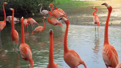 Flamant des oiseaux Rose Lac Arbres L`été Baigner