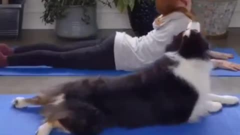 dogs doing yoga