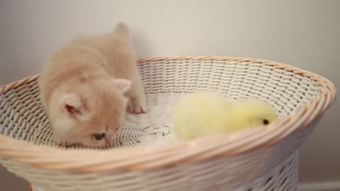 Kittens walking with a tiny chicken