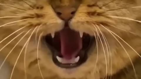 Cute Cat Gets Scared By Fake Snake