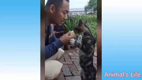 Cute Animals Video Compilation - They Are Adorable
