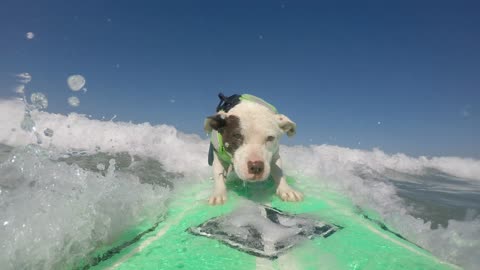 Abandoned Dog Becomes Surfing Pro