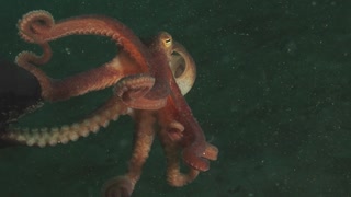 Scuba Diver Lends A Playing Hand To Curious Tiny Octopus
