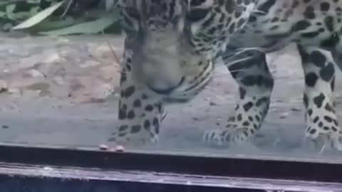 Best_Funny_Animal_Videos_of_the_year funniest_animals_ever._relax_with_cute_animals.AWW_anim(720)